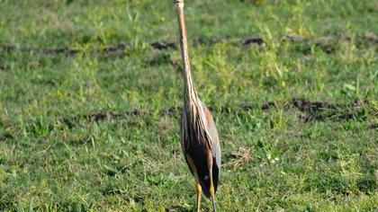 Purple Heron