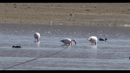 Greater Flamingo