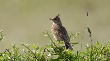 Crested Lark
