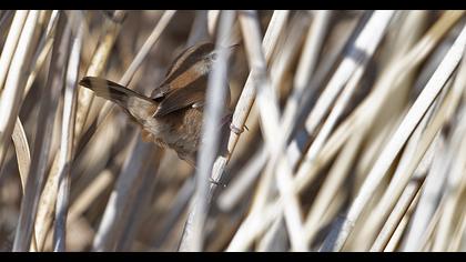 Cetti`s Warbler