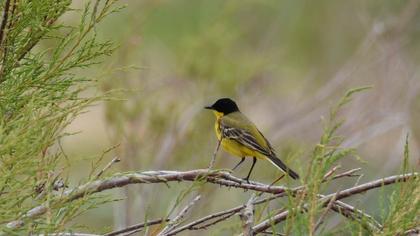 Western Yellow Wagtail