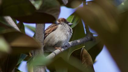 House Sparrow