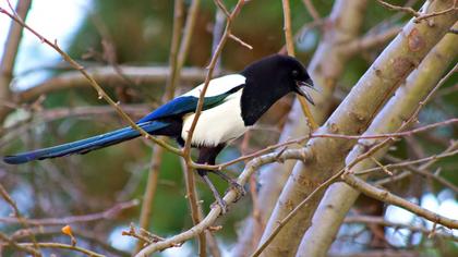 Eurasian Magpie