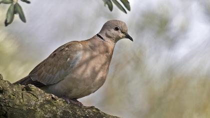 Eurasian Collared Dove