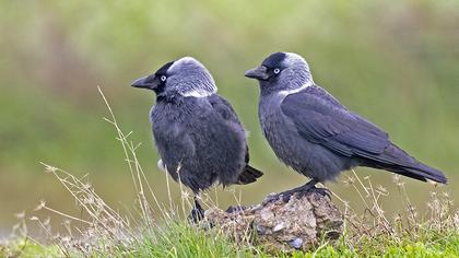 Western Jackdaw