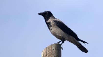 Hooded Crow
