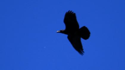 Northern Raven