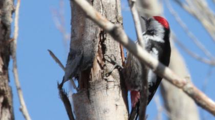 Middle Spotted Woodpecker