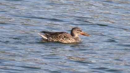 Northern Shoveler