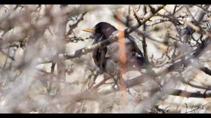 Common Blackbird