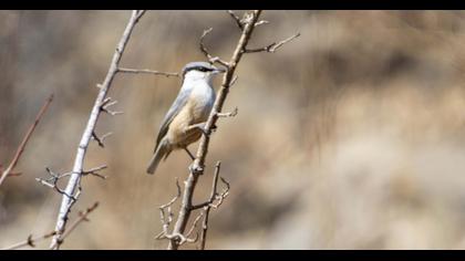 Western Rock Nuthatch