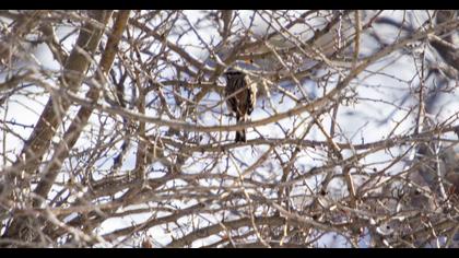 Rock Bunting