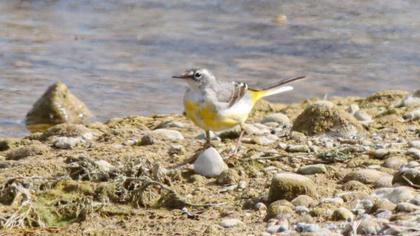 Grey Wagtail