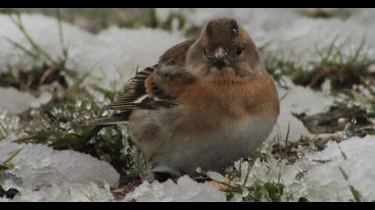 Brambling