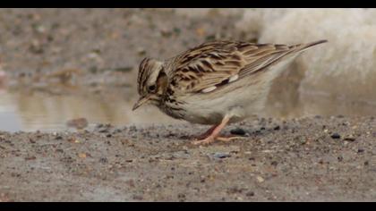 Woodlark