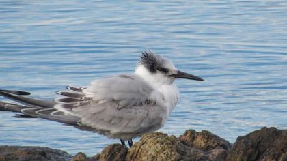 Sandwich Tern