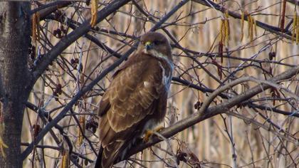 Common Buzzard