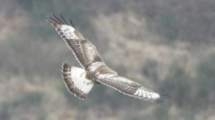 Rough-legged Buzzard