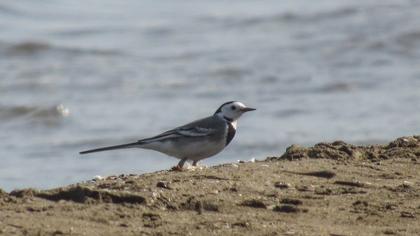 White Wagtail