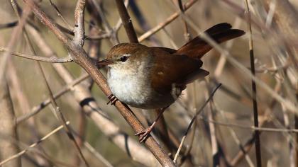 Cetti`s Warbler