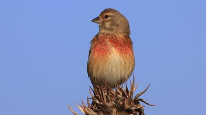 Common Linnet