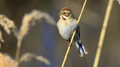 Common Reed Bunting