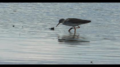 Common Redshank