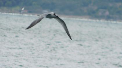 Sandwich Tern