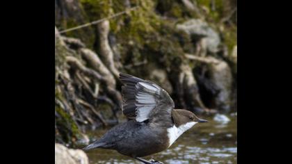 White-throated Dipper