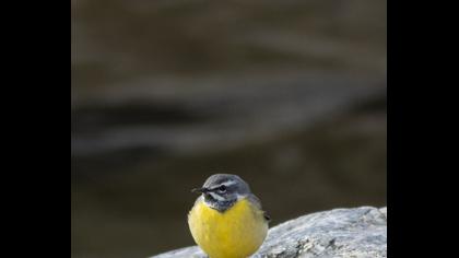 Grey Wagtail