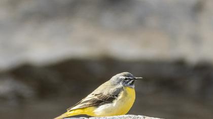Grey Wagtail