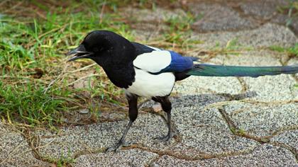 Eurasian Magpie