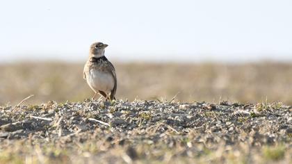 Calandra Lark