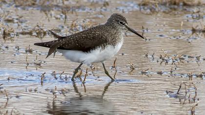 Green Sandpiper