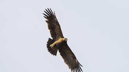 Greater Spotted Eagle
