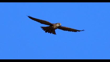 Common Kestrel