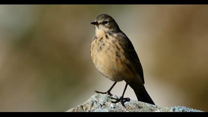 Water Pipit