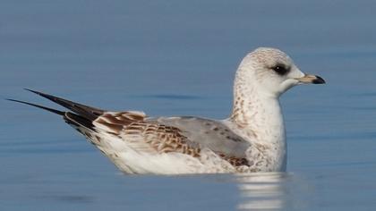 Küçük gümüş martı