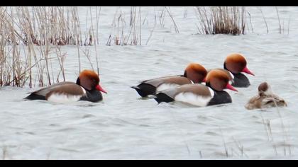 Red-crested Pochard