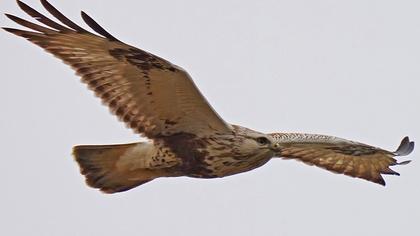 Rough-legged Buzzard