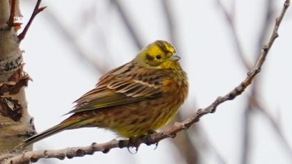 Yellowhammer