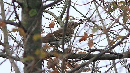 Song Thrush