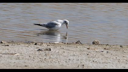 Black-headed Gull