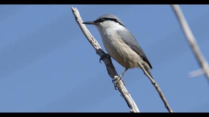 Western Rock Nuthatch