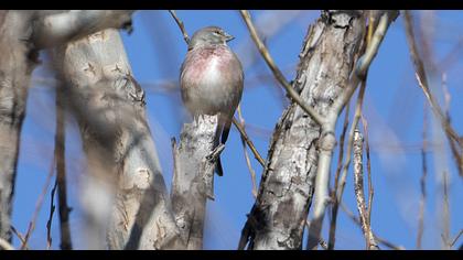 Common Linnet