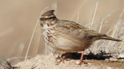 Crested Lark