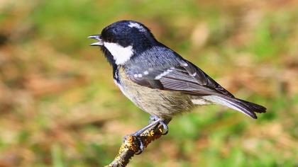 Coal Tit