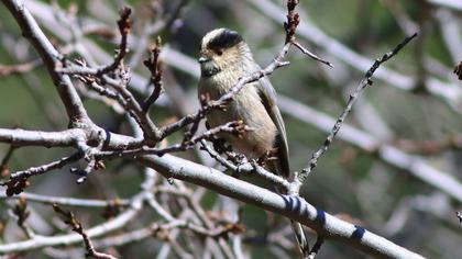 Long-tailed Tit
