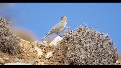 Horned Lark
