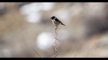 European Stonechat